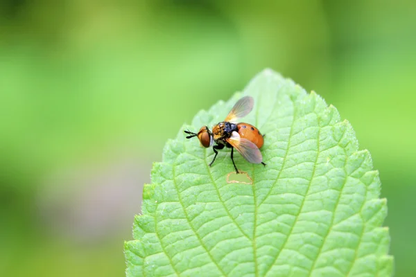 Flies insects on the green leaves — Stock Photo, Image