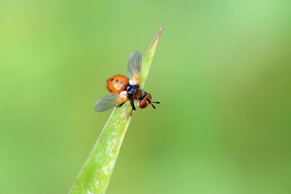 Flies insects on the green leaves — Stock Photo, Image