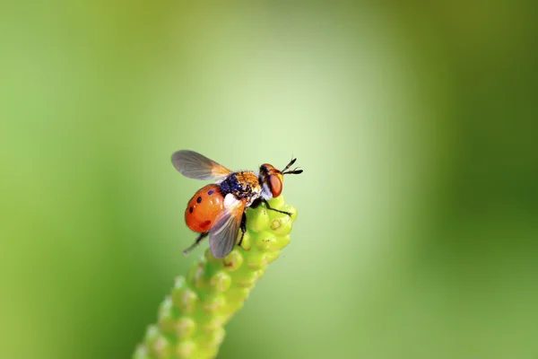 Hmyz mouchy na zelených listech — Stock fotografie