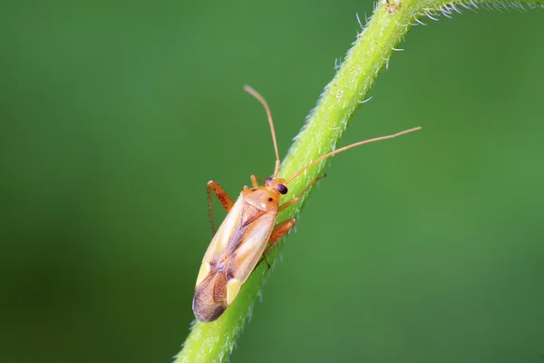 Stinkbug на зеленый лист — стоковое фото
