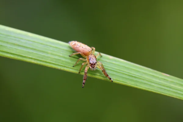 Spinne — Stockfoto