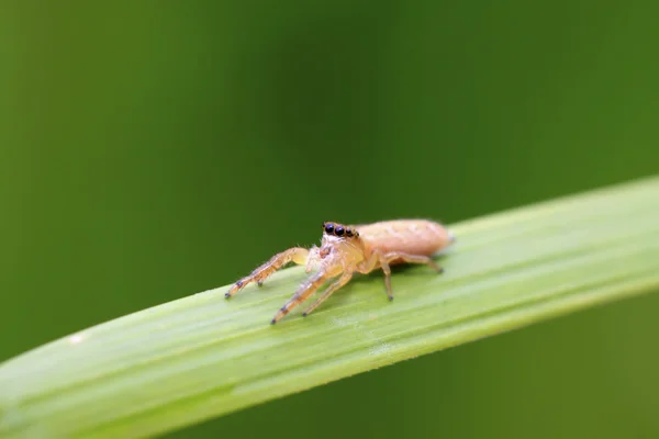 Spinnen — Stockfoto