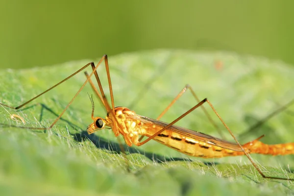 Mosquitos insectos en hoja verde — Foto de Stock