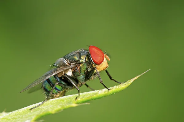 Calliphora erythrocephala — стокове фото