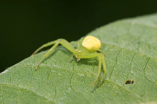 Crab spider — Stock Photo, Image