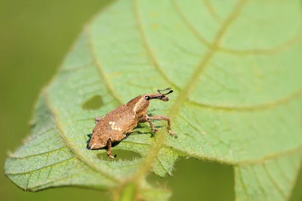 Rüsselkäfer — Stockfoto