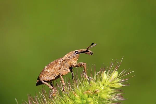 Rüsselkäfer — Stockfoto