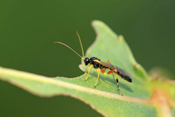 Yeşil yaprak üzerinde sawfly — Stok fotoğraf