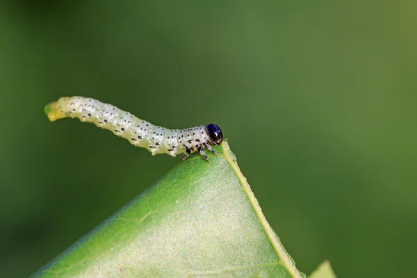 Owadopodobna larwy na zielony liść — Zdjęcie stockowe
