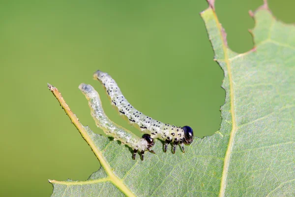 Fliegenlarven auf grünem Blatt — Stockfoto