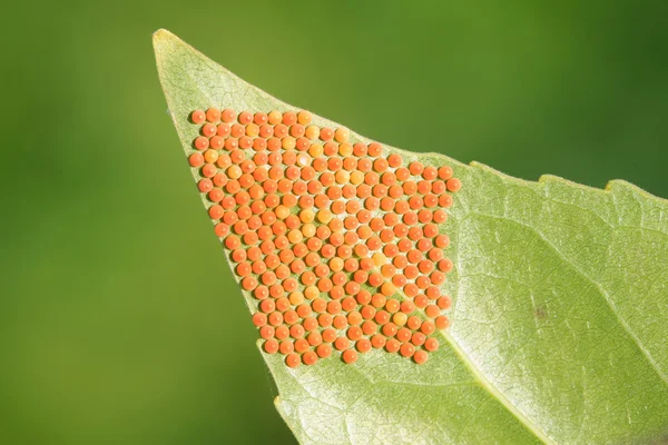 Uova di insetti — Foto Stock