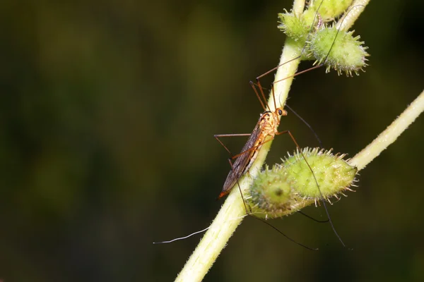 Insetti zanzare su foglia verde — Foto Stock