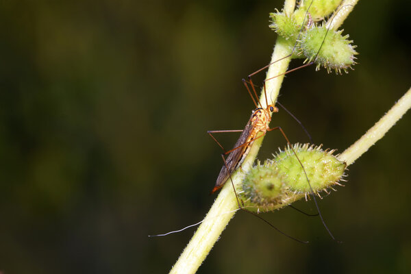 mosquitoes insects on green leaf