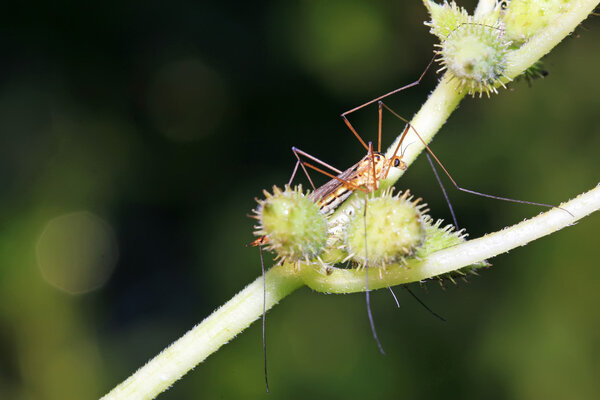 mosquitoes insects on green leaf
