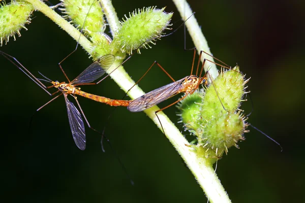 sivrisinekler böceklerin çiftleşme yeşil yaprak