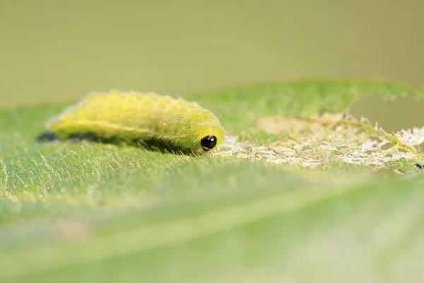 Green meat worm — Stock Photo, Image