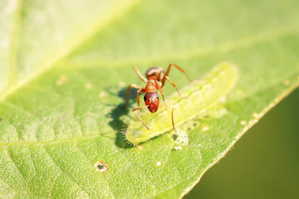 Hormigas mercerizadas del bosque marrón —  Fotos de Stock