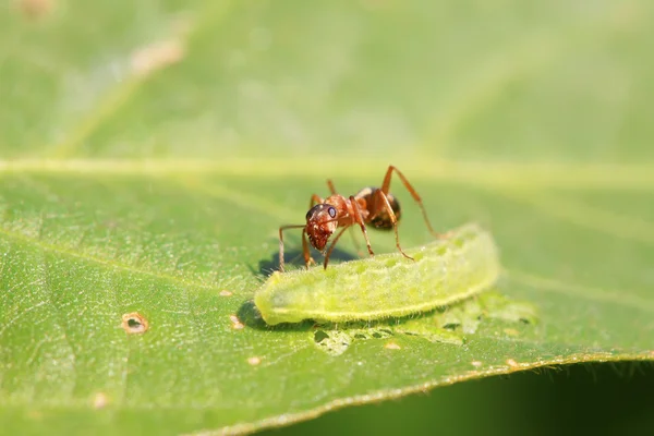 Mercerized brown forest ants — Stock Photo, Image