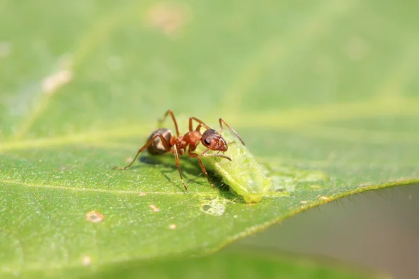 Hormigas mercerizadas del bosque marrón —  Fotos de Stock