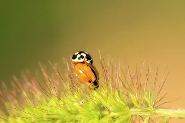 Iki ladybugs yeşil bitki çiftleşme — Stok fotoğraf