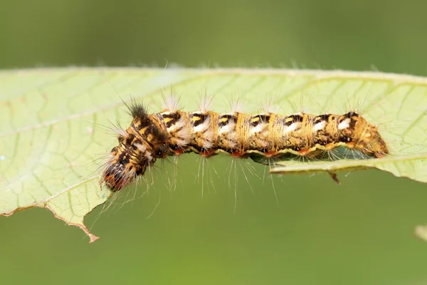 Borboleta larvas - caterpillar — Zdjęcie stockowe