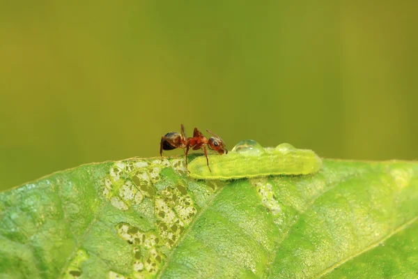 Μερσεριζέ καφέ δάσος μυρμήγκια — Φωτογραφία Αρχείου
