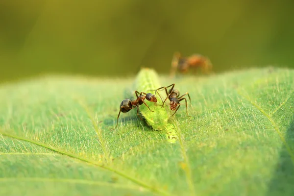 Мёрцерированные бурые муравьи — стоковое фото