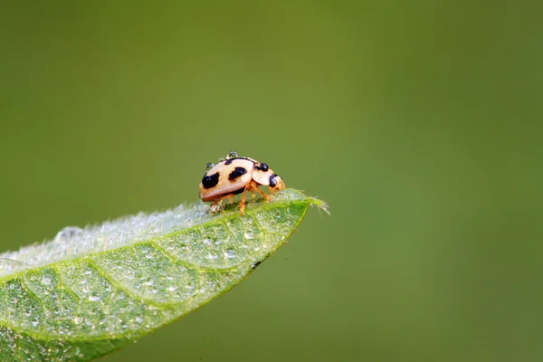 Mariquita en planta verde — Foto de Stock