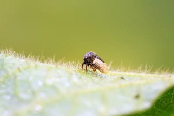 Membracidae böcekler — Stok fotoğraf
