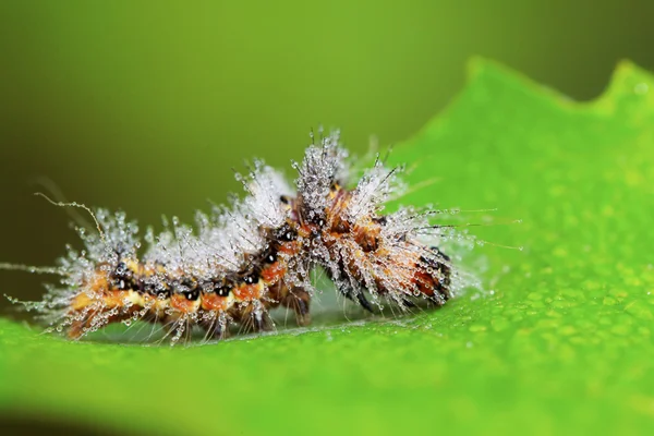 Bruco carino su foglia verde — Foto Stock