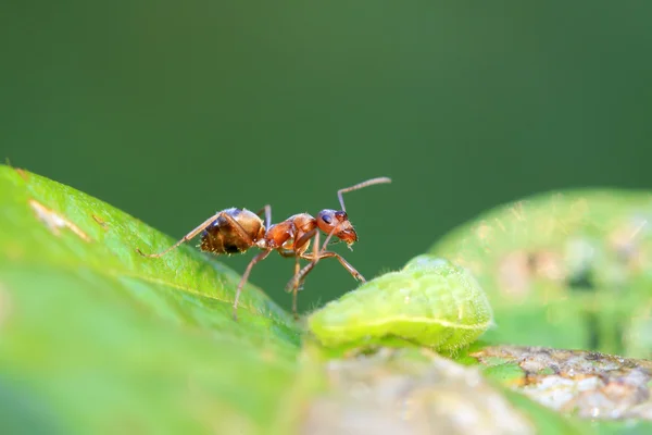 Mercerized brown forest ants and green worm — Stock Photo, Image