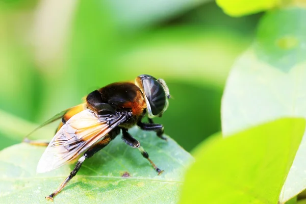 Syrphidae 곤충 — 스톡 사진