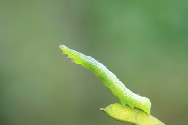 Geometrid on green leaf in the wild — Stock Photo, Image