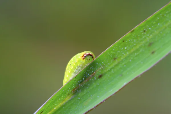 Thorn moth larvae — Stock Photo, Image