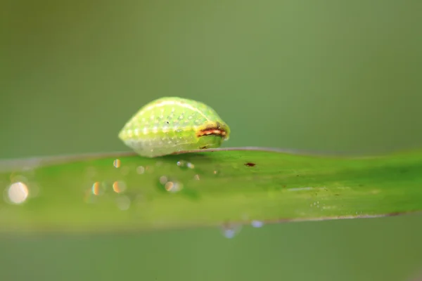 Thorn nachtvlinder larven — Stockfoto