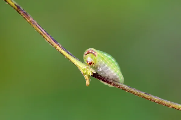 Thorn moth larvae — Stock Photo, Image