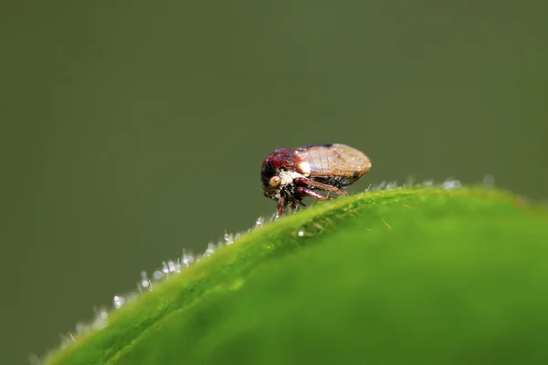 ツノゼミ科の昆虫 — ストック写真