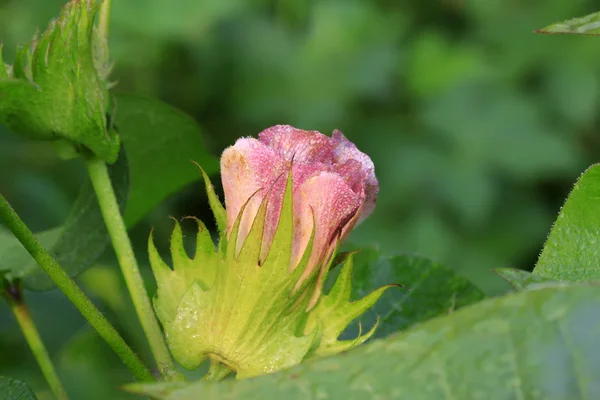 Flor de algodón — Foto de Stock