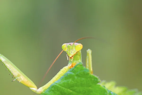 Tenodera mantis — Foto de Stock