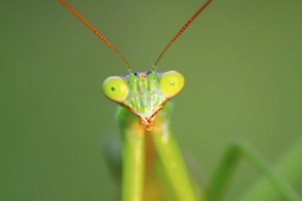 Tenodera mantis — Foto de Stock