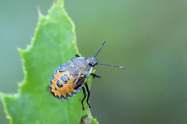 Zwarte stinkbug larven op groen blad — Stok fotoğraf