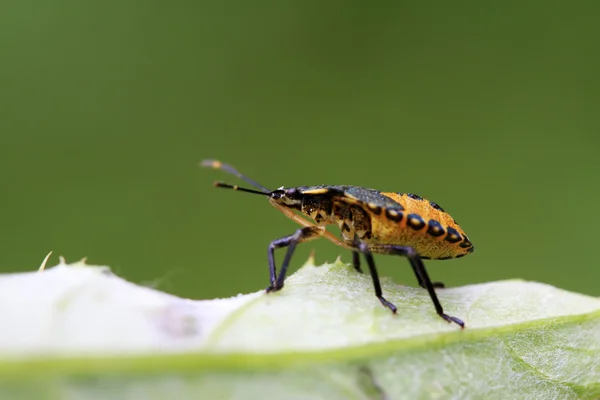 Černá stinkbug larvy na zelený list — Stock fotografie