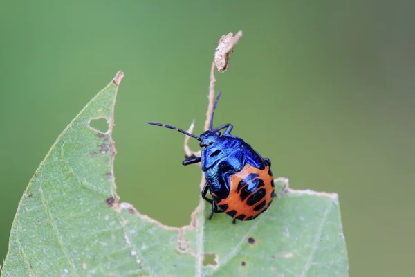 Black stinkbug larvae on green leaf — Stock Photo, Image