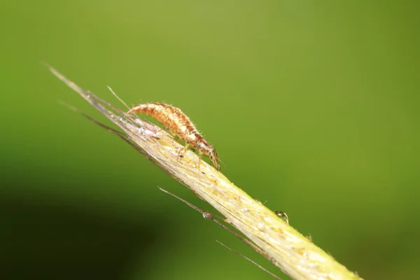 Larvas de moscas de lacewing grandes - leões de pulgões — Fotografia de Stock