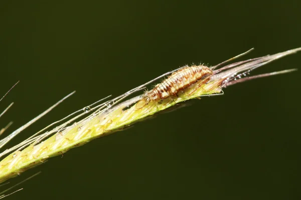 Duże lacewing leci larwy - mszyca lwy — Zdjęcie stockowe