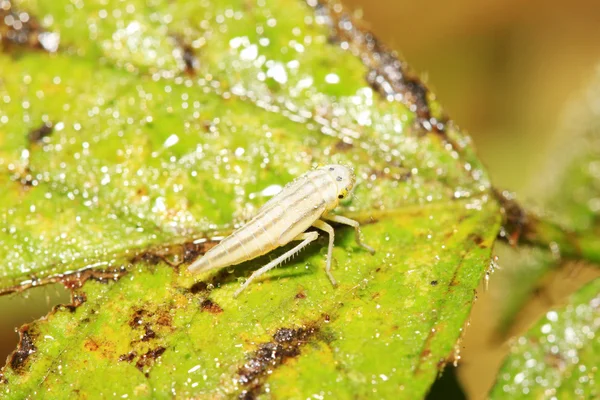 Leafhopper larvy — Stock fotografie