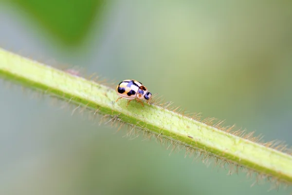 緑の植物にてんとう虫 — ストック写真