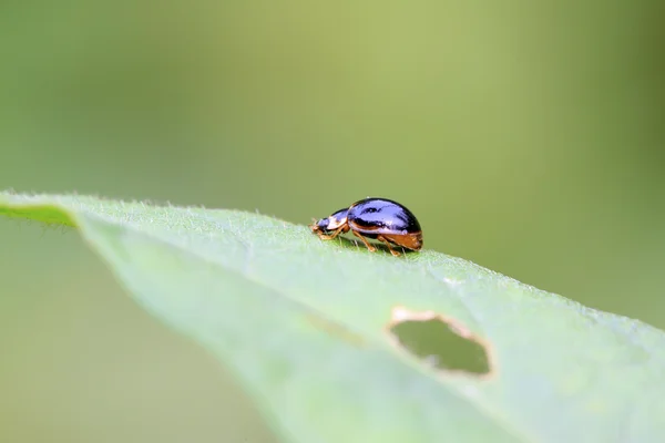Ladybug on green plant — Stock Photo, Image
