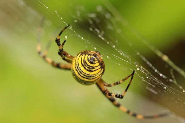 Spider — Stock Photo, Image