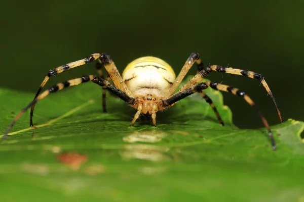 Aranha — Fotografia de Stock